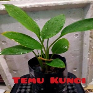Self Pick-up - Pokok Temu Kunci - Image 1