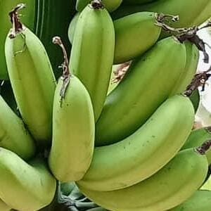 PISANG BERANGAN - Image 1