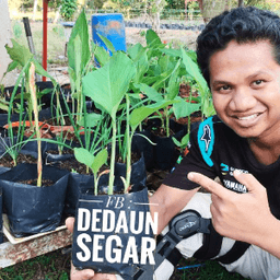 Anak Pokok Daun Kunyit - Thumbnail 1