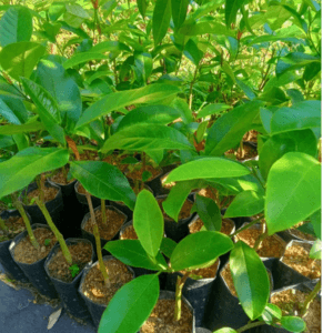 Anak Pokok Cempedak King - Image 1