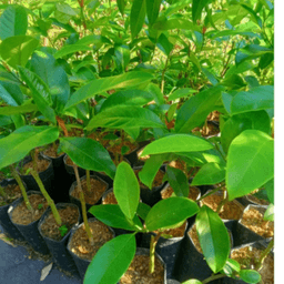 Anak Pokok Cempedak King - Thumbnail 1