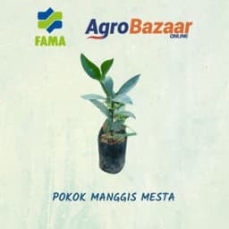 Anak Pokok Manggis Mesta - Thumbnail 2