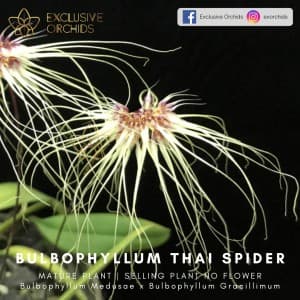 Bulbophyllum Thai Spider, 3.5" pot