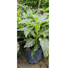 Pokok Sambung Nyawa Batik - Thumbnail 1