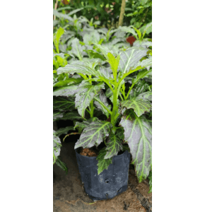 Pokok Sambung Nyawa Batik