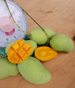 HARUMANIS PERLIS - Thumbnail 1