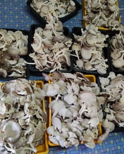 Bongkah cendawan - Thumbnail 2