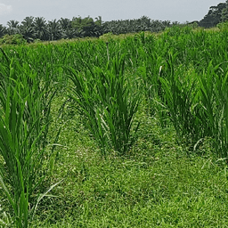 Jagung - Thumbnail 1