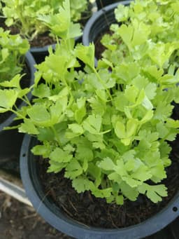 anak pokok daun sup - Thumbnail 1