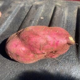 Keledek Ungu - Thumbnail 1