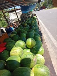 tembikai tanpa biji - Image 1