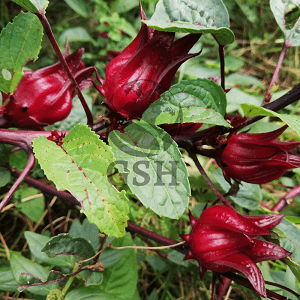 Red Roselle Seeds Biji Benih Asam Belanda Merah Non GMO Vegetables Flowers GSH Gardening - Image 1