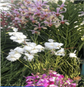 orkid tulang. orkid tanah. keratan 1-2 kaki tanpa bunga.