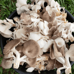 CENDAWAN TIRAM KELABU - Thumbnail 1