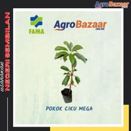 Anak Pokok Ciku Mega - Thumbnail 1