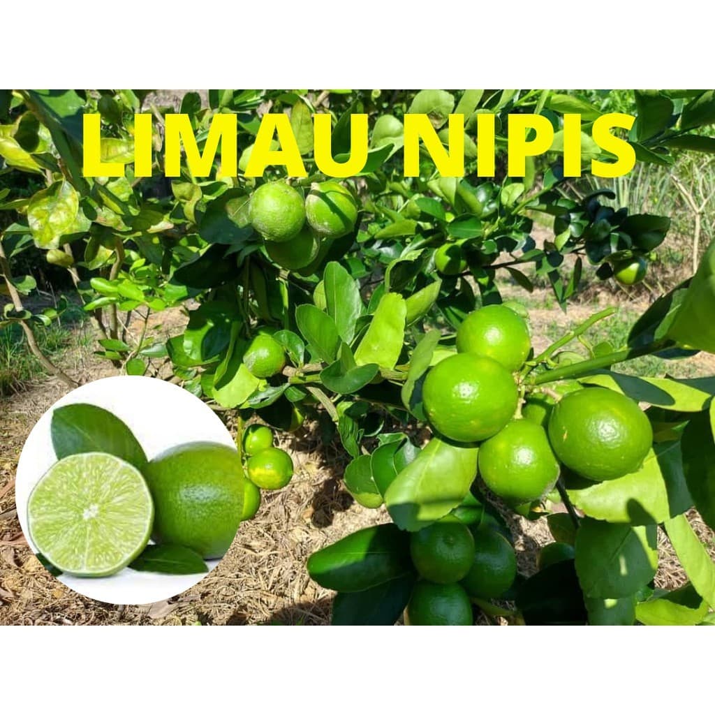 Benih Pokok Limau Nipis - Image 1