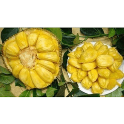 Anak Pokok Nangka J33 Tekam Yellow - Thumbnail 2