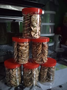 kacang florenthin - Thumbnail 1