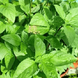 Pokok selasih thai - Thumbnail 2