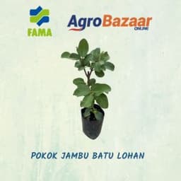 Anak Pokok Jambu Lohan - Thumbnail 2