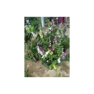 ORKID MURAH - Image 1