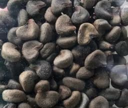 1 kg Biji Benih Rozel - Thumbnail 2