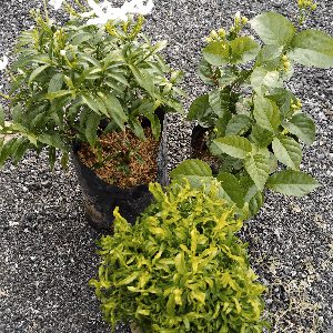 pokok jeliti, pokok tong mas, pokok melur - Image 1