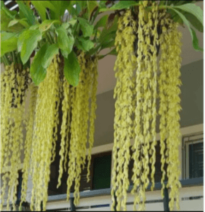 coelogyne rochussenii orkid tanjung wangi. pokok matang dalam pasu 4 inch