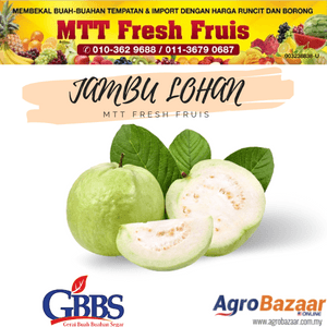 JAMBU LOHAN 2KG RM10