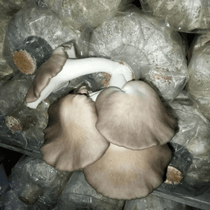 Cendawan Tiram Kelabu 6 Packs