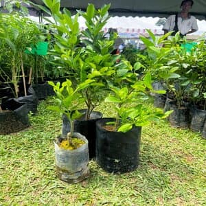 COMBO LIMAU - Image 1