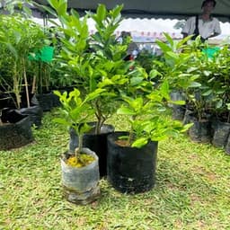 COMBO LIMAU - Thumbnail 1