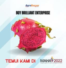 BUAH NAGA - Thumbnail 1