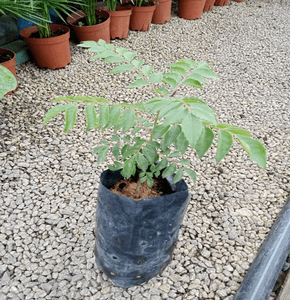 Anak pokok kari, daun kari