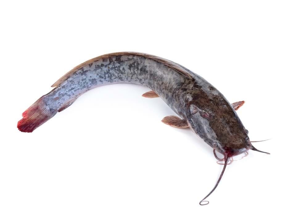 Ikan Keli Segar
