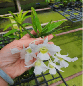 dendrobium dearei. orkid species. orkid hutan