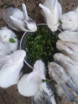 Arnab New Zealand White - Thumbnail 2