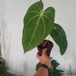 Anthurium Norte - Thumbnail 2