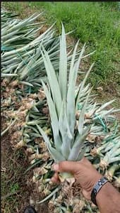 Sulur Nenas MD2 (12 inchi)