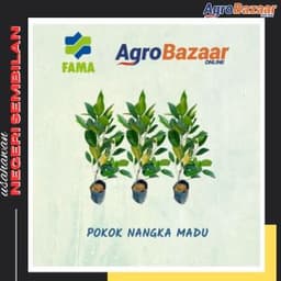 Anak Pokok Nangka Madu J33 - Thumbnail 1