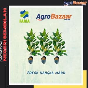 Anak Pokok Nangka Madu J33