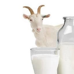 SUSU KAMBING SEGAR 250ML - Thumbnail 1