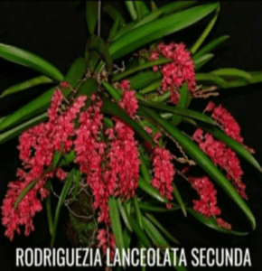 Rodriguezia lanceolata. Orkid hutan. orkid mini merah