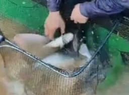 IKAN PATIN SEGAR  BORONG TERNAK SANGKAR SG PAHANG - Thumbnail 1