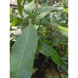 Anak Pokok Mangga Irwin - Thumbnail 1