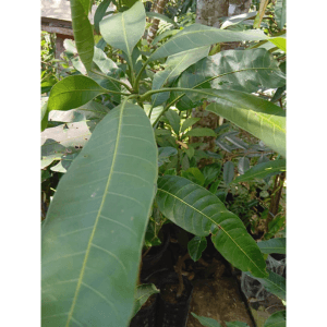 Anak Pokok Mangga Irwin