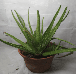 Self Pick-up - Pokok Alovera