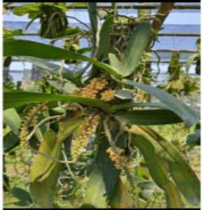 pomatocalpa spicata. Orchid species. orkid hutan - Image 1