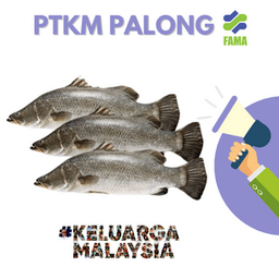 IKAN SIAKAP - Thumbnail 1