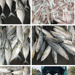 ikan kembung - Thumbnail 2